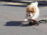 Dog Friendly Stays in Brighton